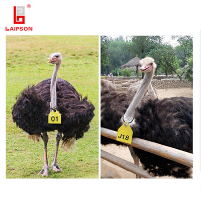 BASF TPU Cattle Cow Goat Bull Neck Tag With Laser Printing Numbers For Livestock